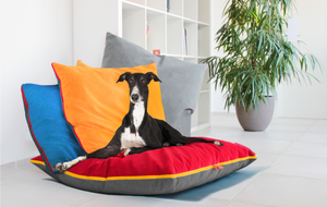 hundekissen-farbe-design-modern-orthopaedisch