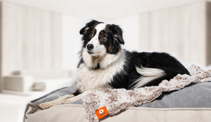 hundebett-stylish-und-hochwertig